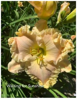 Waiting for Sunshine
