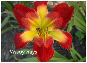 Wispy Rays