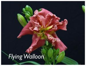 Flying Walloon