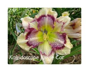 Kaleidoscope Jungle Cat