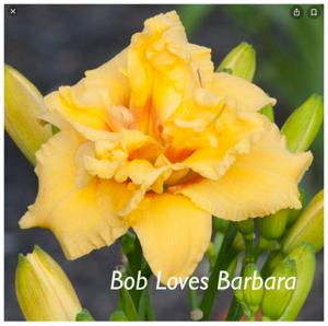 Bob Loves Barbara