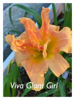 Viva Glam Girl
