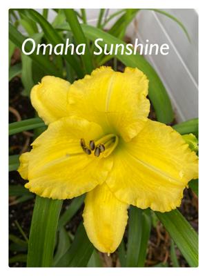 Omaha Sunshine