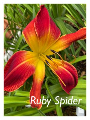 Ruby Spider