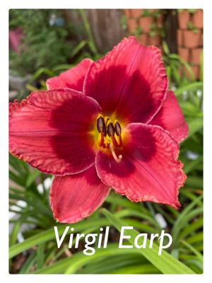 Virgil Earp