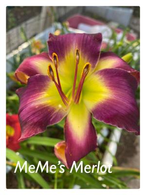 MeMe’s Merlot