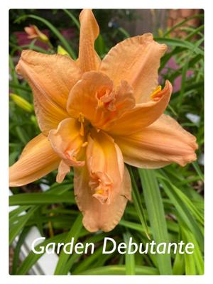 Garden Debutante