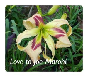 Love to Joe Marohl