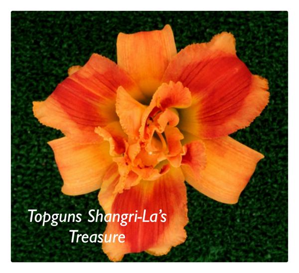 TG Shangri-la’s Treasure