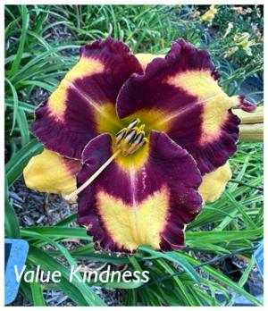 Value Kindness
