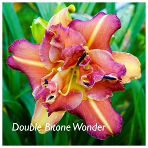 Double Bitone Wonder
