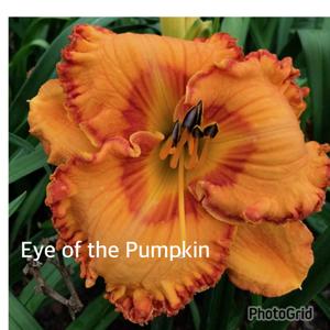 Eye of the Pumpkin