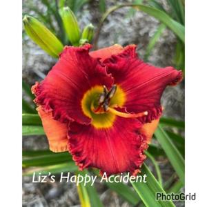 Liz’s Happy Accident